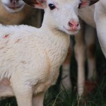 Lamb - Sweet Seasons Farm Lamb - Sweet Seasons Farm