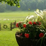 Pasture Land - Sweet Seasons Farm Pasture Land - Sweet Seasons Farm
