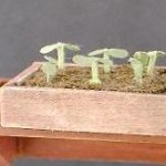Potting Bench by Kathryn Depew - Seedling Tray Front