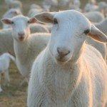 Sheep at Sweet Seasons Farm Sheep at Sweet Seasons Farm