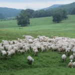 Sheep in Pasture - Sweet Seasons Farm Sheep in Pasture - Sweet Seasons Farm