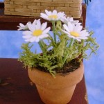 Daisies in Pot by Kathryn Depew