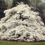 Centennial Dogwood. Huntsville Botanical Garden