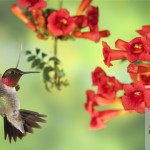 Hummingbird on Trumpet Vine