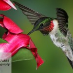 Hummingbirds on Mandevilla