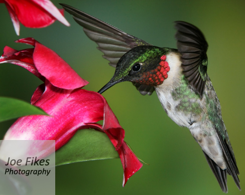 mandevilla hummingbirds fikes trackback cottonridgellc