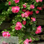Roses on Stone Wall