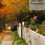 Roses on White Picket Fence