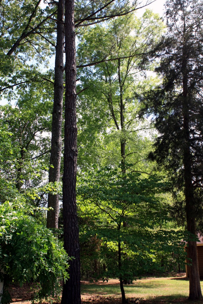 Trees in my back yard (and neighbor's yard) today