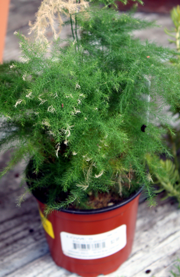 http://cottonridgellc.com/wp-content/uploads/2012/06/Asparagus-Fern.jpg