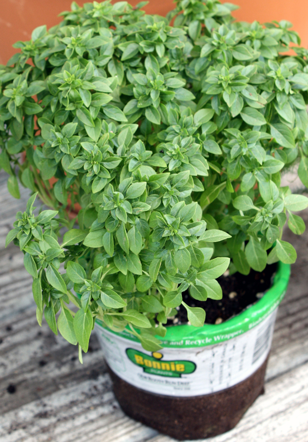 http://cottonridgellc.com/wp-content/uploads/2012/06/Boxwood-Basil.jpg