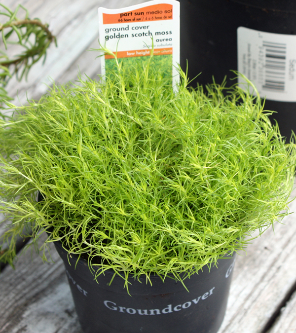 http://cottonridgellc.com/wp-content/uploads/2012/06/Golden-Scotch-Moss.jpg