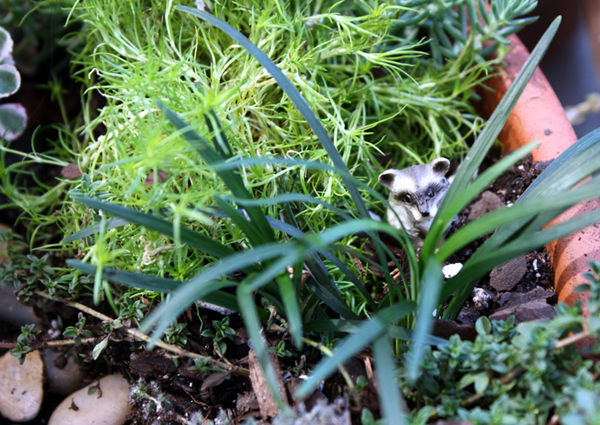 http://cottonridgellc.com/wp-content/uploads/2012/06/Miniature-Garden-in-12-Inch-Pot-Raccoon-View.jpg