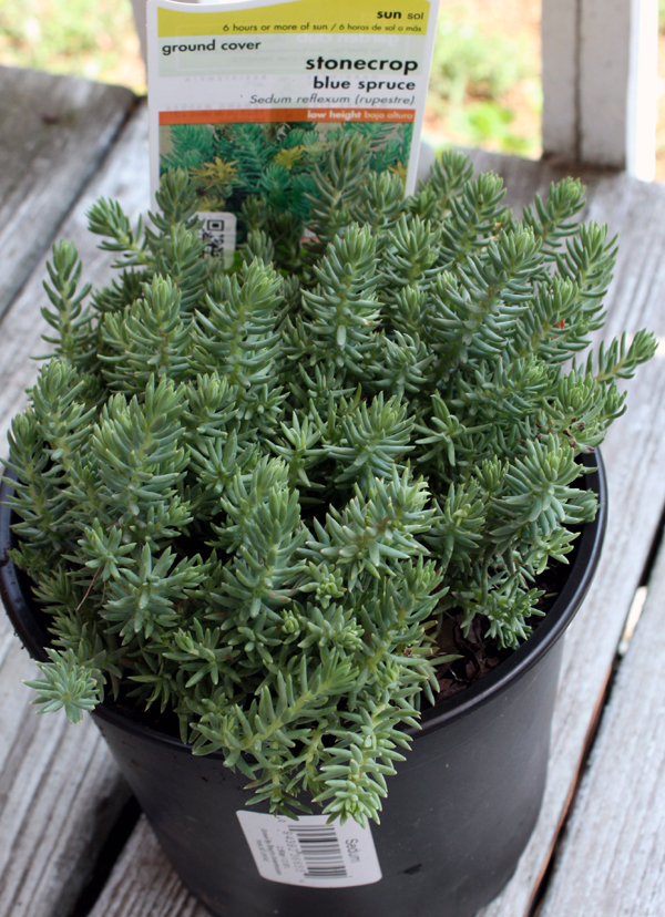 http://cottonridgellc.com/wp-content/uploads/2012/06/Stonecrop-Blue-Spruce.jpg