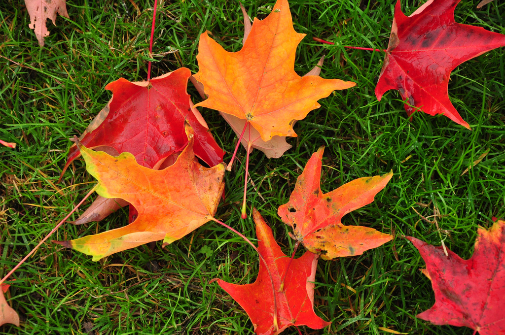 Autumn Leaves by seriousbri on flickr