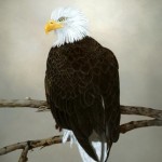 Bald Eagle by Nancie L. Bush